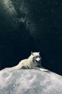 white wolf on a rock