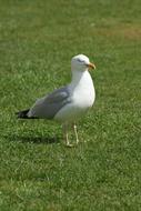 a beautiful bird in the green grass