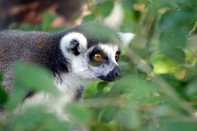 lemur in the grass
