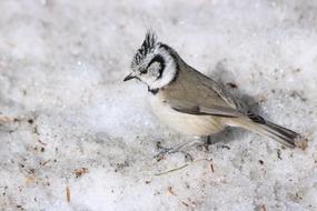 a little bird on the white grass