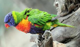 colored parrot under the log