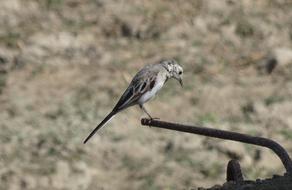 a little bird on an iron pipe