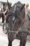 the big horse in the show