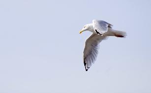 a magnificent seagull on a white background