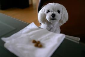 white dog in a restaurant