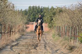 man on horse on farm