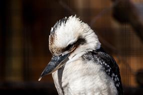 sweet bird close up