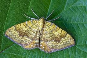 Yellow- Shell Moth Wings