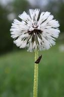 white flower on a green stem