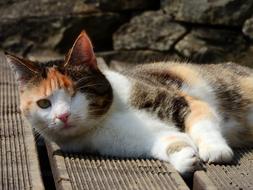 cat with one eye