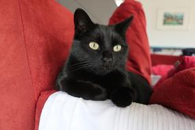 cozy cat black house