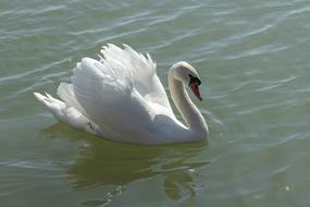 white swan in the water in the lake