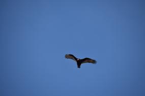 soaring eagle in the blue sky