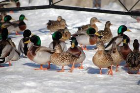 ducks colored many farm