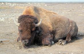 bufalo farm lies