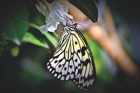 a butterfly with yellow wings and a black pattern.