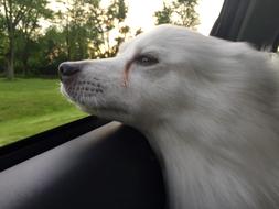 a white dog by the car door