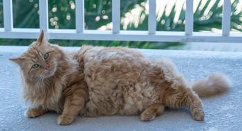 ginger fluffy cat on the window