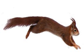 jumping squirrel on a white background