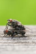 two flies on a pole