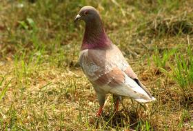 brown dove on the grass