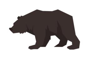 brown bear on a white background