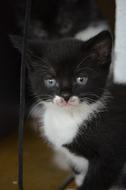 little kitten with a cute look