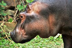 cute hippo look