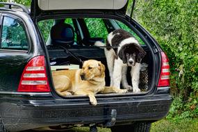 sleeping dogs in the trunk