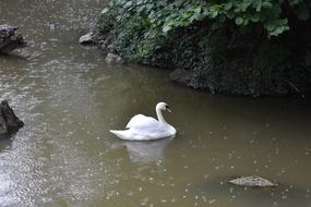 lonely swan in the river