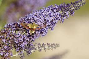 purple flowers on the stem