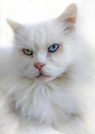 fluffy cat with colored eyes