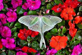 colorful butterfly on a floral background
