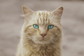 a cute cat with blue eyes looking