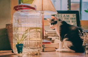 a table with books and a cat