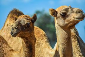 camels two in the background