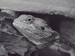 lizard under a rock