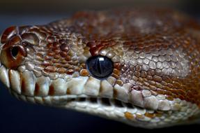 a venomous snake with a beautiful eye.