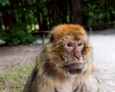 the furry monkey at the zoo is cute