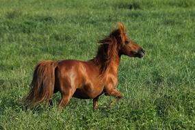 a nice horse in green grass