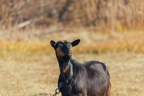 black goat with a collar