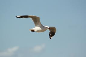white bird against the sky