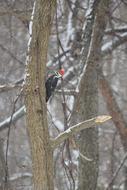 hidden bird in the trees