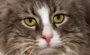 a furry animal with green eyes is beautiful.