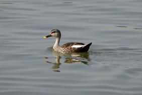 floating duck in the water is cute