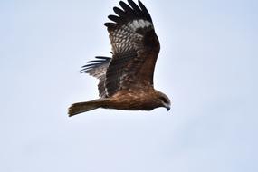 soaring eagle