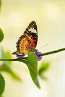 butterfly on a branch with leaves