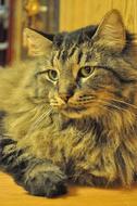 cute cat at home