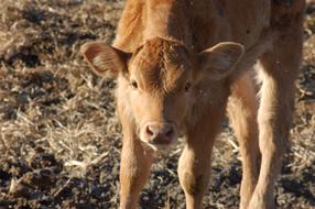 farm cow brown