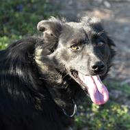 a black dog with a long tongue